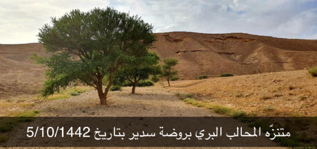 بعد25يوماً من تواجد قطعان من الإبل بشعبان وادي الفقي بروضة سدير وهي بمنطقة محمية من الرعي بموجب خطاب مدير عام فرع وزارة البيئة في24/9/1442 بمنطقة الرياض ،للأسف ماراح نجد زي هذه الصور المُلتقطه من السنة الماضية بمتنزّه المحالب البري<a href="/SFES_KSA/">القوات الخاصة للأمن البيئي</a> <a href="/emara_riyadh/">.</a> <a href="/MEWA_KSA/">وزارة البيئة والمياه والزراعة</a> <a href="/ncvcksa/">المركز الوطني لتنمية الغطاء النباتي ومكافحة التصحر</a>