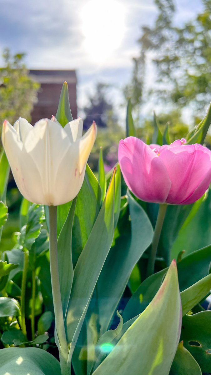 Good morning!🎀
Happy Thursday!☺️ Have a lovely day!🌿🌸☀️
#tulips #gardening