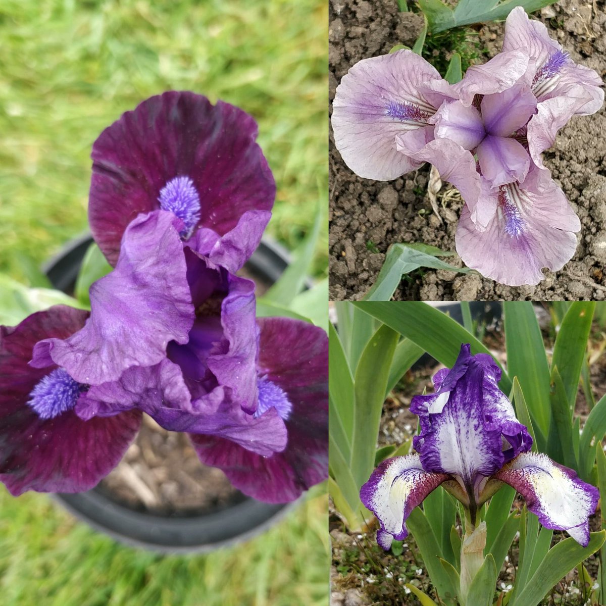 irississ's tweet photo. Short bearded irises 'Forecasting Rain', 'Blueque' and 'Mini Agnes'. If only rain was forecast! #iris #beardediris #loveiris #gardening #gardenplants #gardenflowers #shortbeardediris #blueque #miniagnes #forecastingrain https://t.co/rydevvmo5N