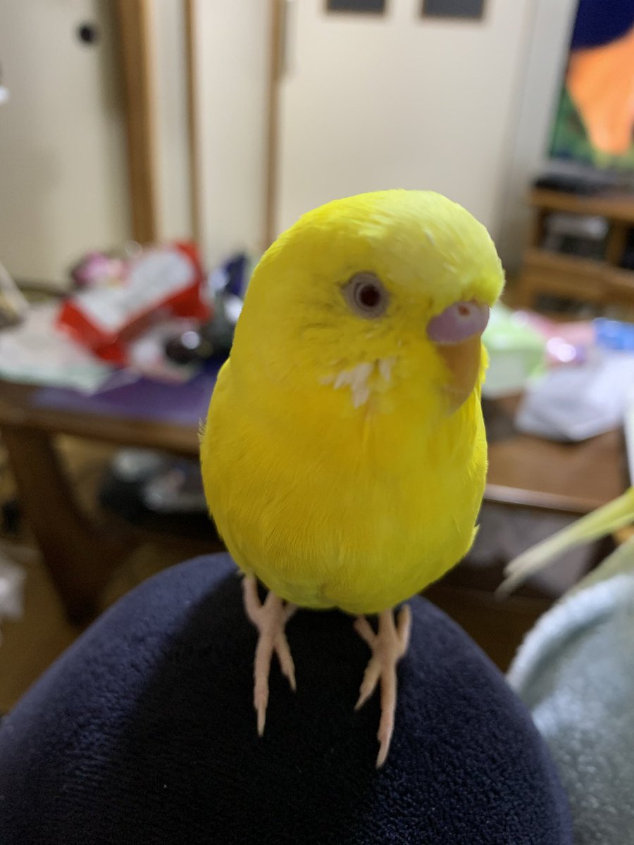 frash_star's tweet photo. ルチノーセキセイインコ探しています。見かけた方はどうぞご連絡お願い致します。
名前はレモンです。 https://t.co/fbiOTiwPpF