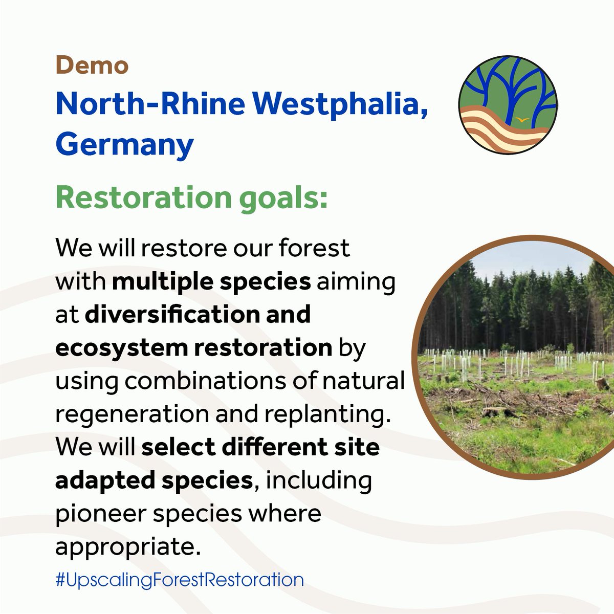 SUPERB_project's tweet photo. Teamwork makes the dream work!🤝 In Germany, #SUPERBproject will bring together @WaldundHolzNRW & regional churches & #forestowners to reforest #barkbeetle infected areas aiming at a Renaissance of mixed forest stands combined with new instruments of #silviculture in NRW https://t.co/4x7S3iMoWY