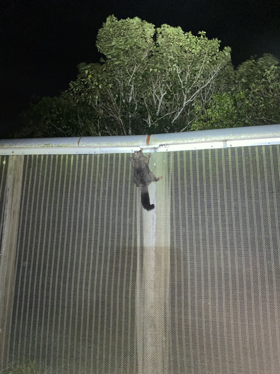 ⁦<a href="/ZEALANDIA/">Zealandia Te Māra a Tāne</a>⁩ fence doing its work this evening