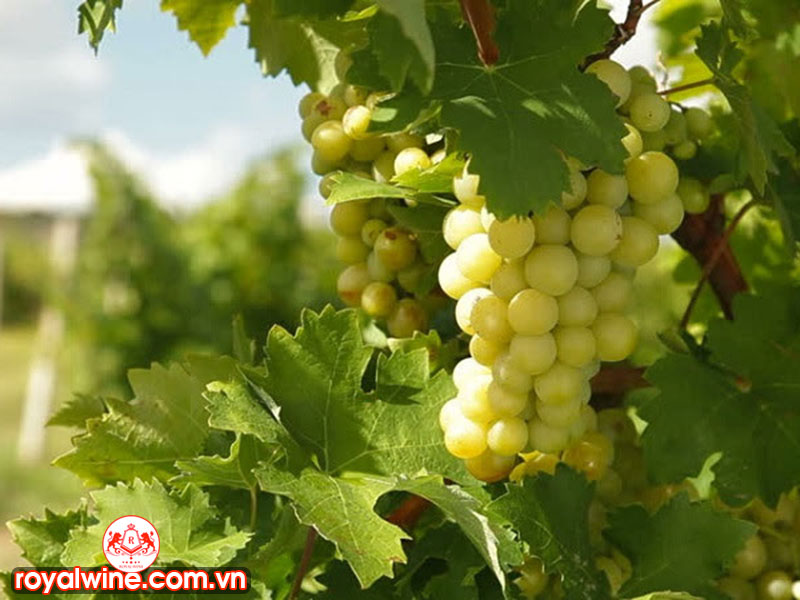 royalwinecomvn's tweet photo. Moscato Là Giống Nho Ngon Ngọt Tạo Ra Loại Rượu Vang Trắng Thơm Quyến Rũ
Nguồn bài viết: https://t.co/aPW0T0Xrp5
#moscat #moscato #nhomosscato #ruoumosscato #royalwine https://t.co/Ogj4Iy5pmp