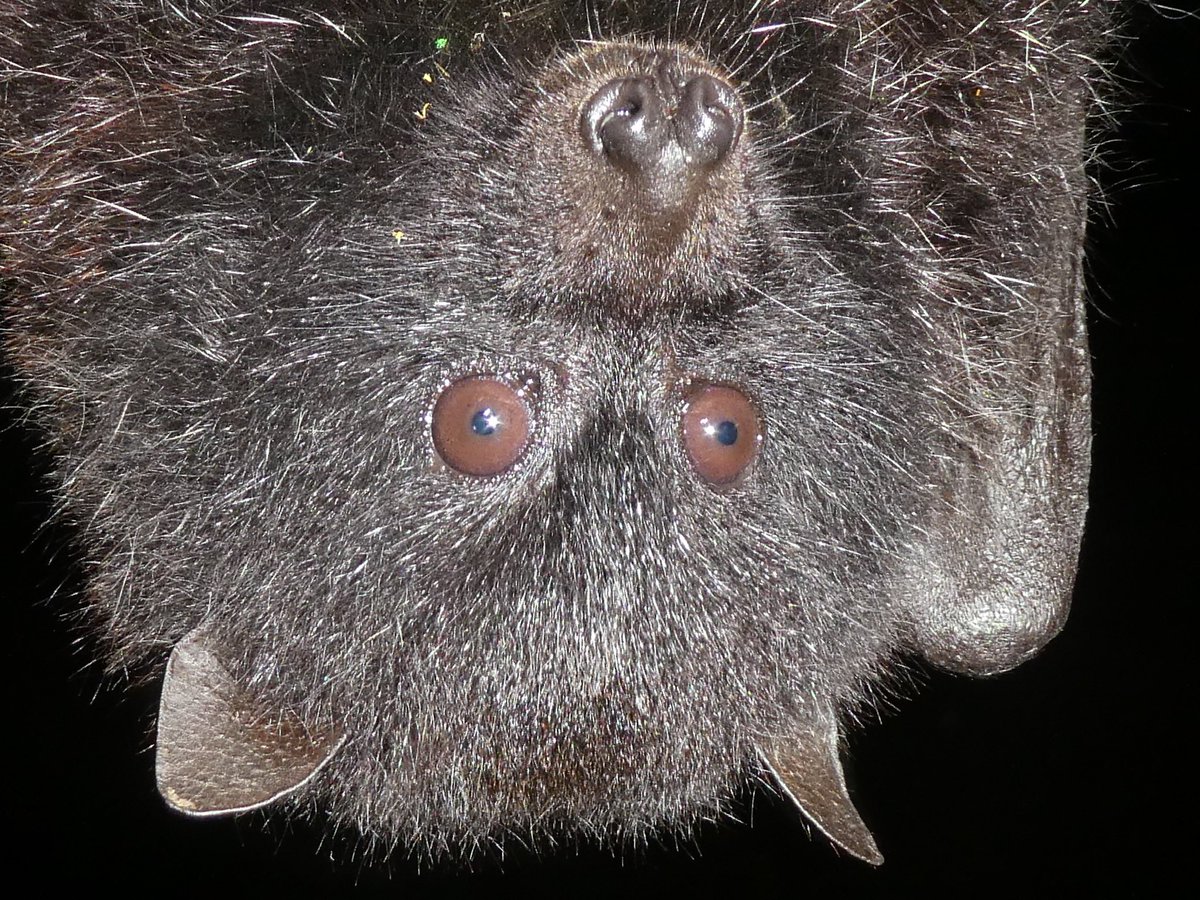 We examined the foraging movements, floral resource use, and social interactions of the Critically Endangered Christmas Island flying-fox: implications for seed and pollen dispersal within a threatened island ecosystem

👏<a href="/CIFlyingFox/">Christopher Todd</a> <a href="/westsyduhie/">Western Sydney U - HIE</a> 
…ementecologyjournal.biomedcentral.com/articles/10.11…