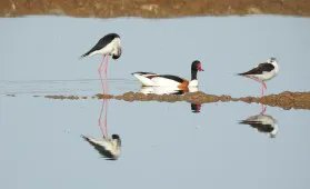 my favourites for reflection poses have to be the Sheldrakes and the Black-Winged Stilts buff.ly/2pQnUkD