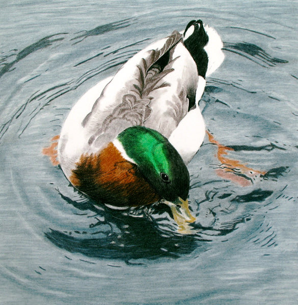 susandmcleod's tweet photo. Mallard Drake: this one done in Tinted Charcoal and Coloured Pencil. https://t.co/Q6zN0Nr5p6