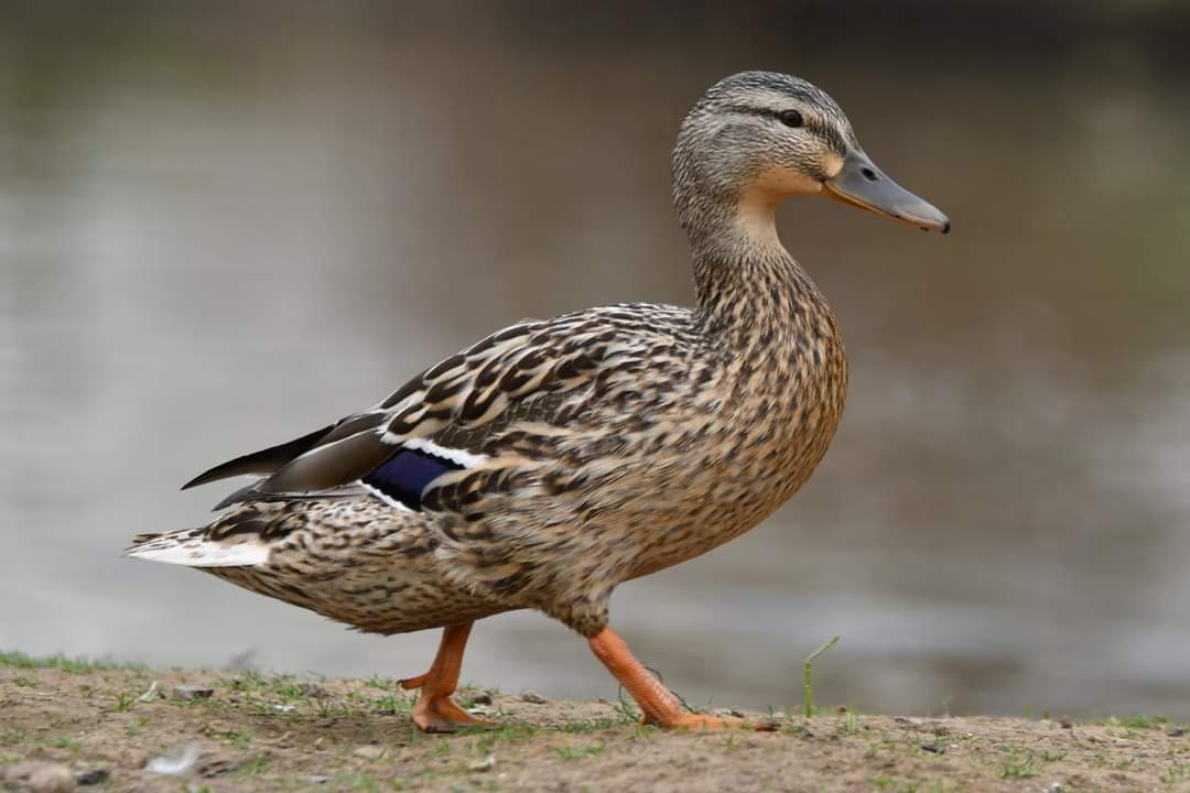nealesmithworld's tweet photo. Mallard 
Bude Cornwall 〓〓 
#wildlife #nature #lovebude 
#bude #Cornwall #Kernow #wildlifephotography #birdwatching
#TwitterNatureCommunity 
#mallard https://t.co/1sioxsPHYl