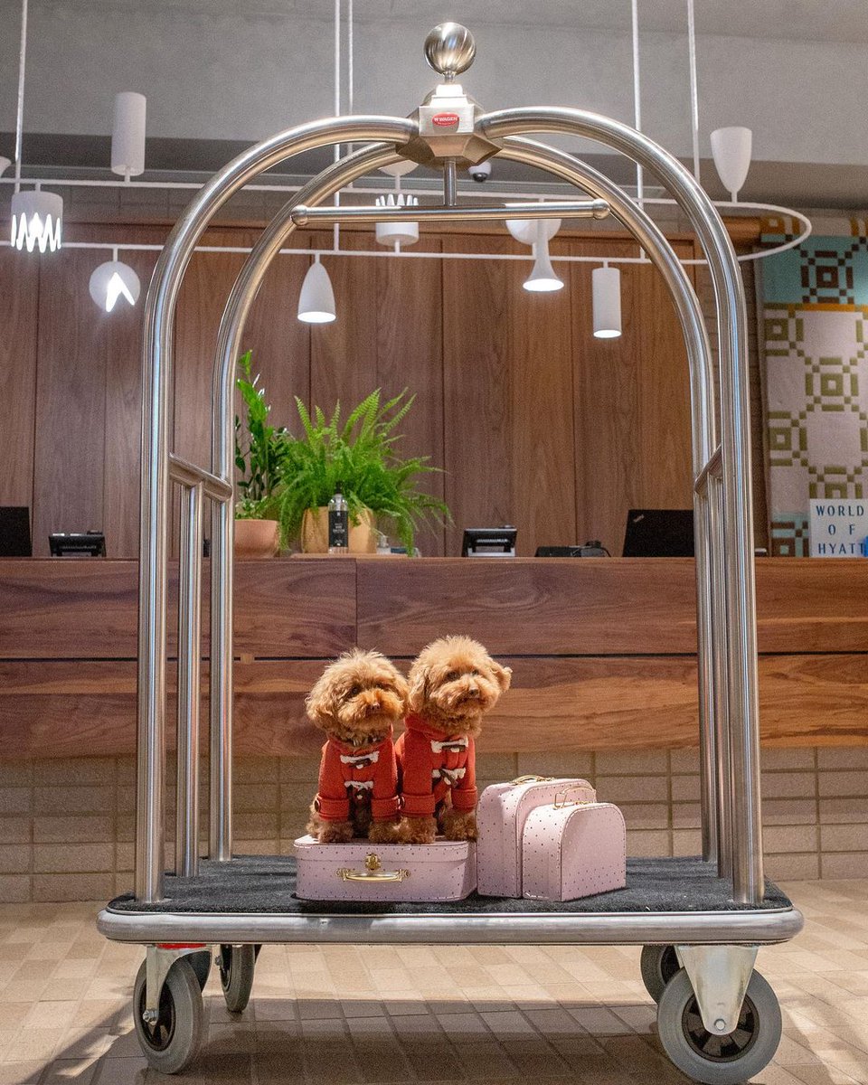 Melbourne's tweet photo. "We'll see our room now please" 🛎️ our favourites Hana and Gnocchi ready for their stay at Hyatt Centric Melbourne a pet friendly hotel in the heart of Melbourne 🏩 https://t.co/LxsuF7jxBi
