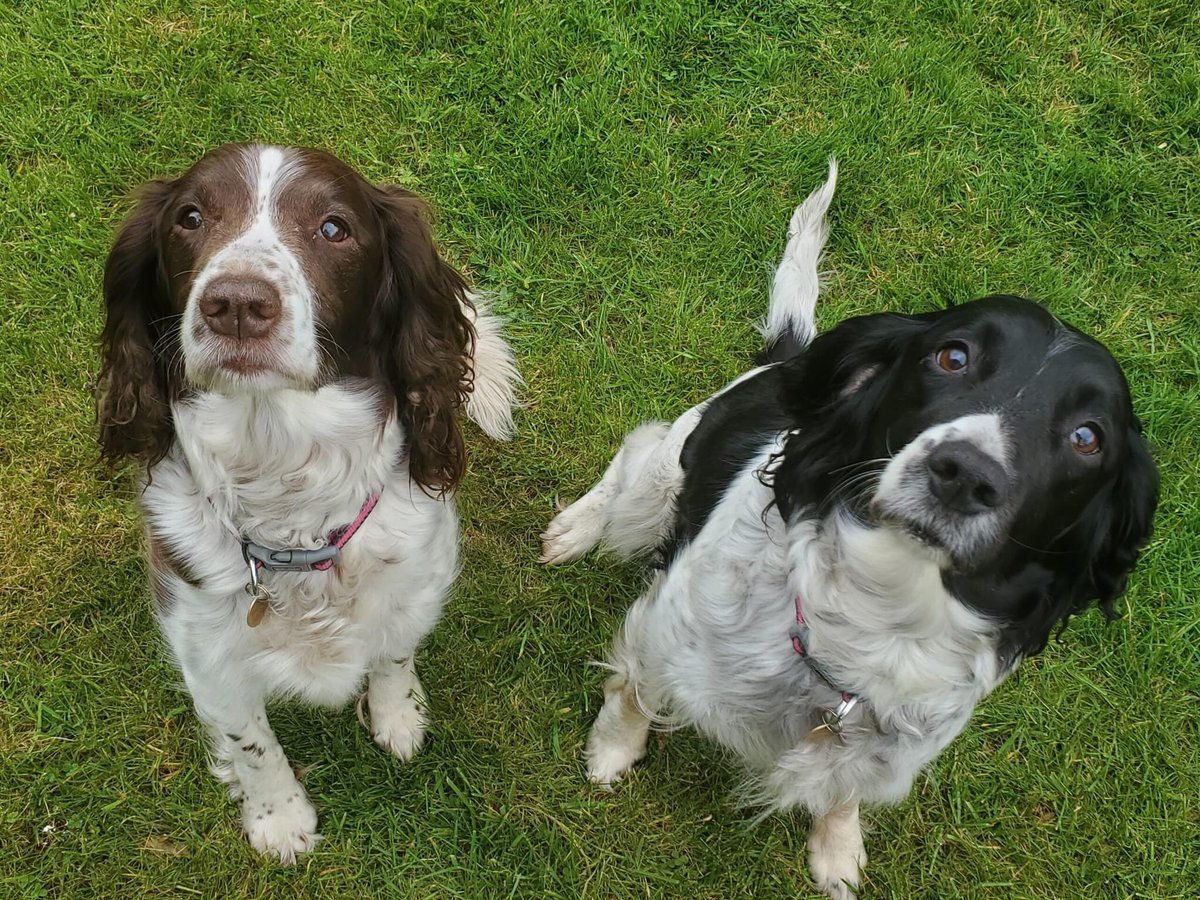 SpanielAidUK's tweet photo. Rosie and Daisy are available for Adoption 
Please refer to our website for their full write up and apply if a suitable match 

https://t.co/VwUclVxGEC

#AdoptDontShop 
#rescuespaniel 
#spanielaiduk https://t.co/APKmus9Anx