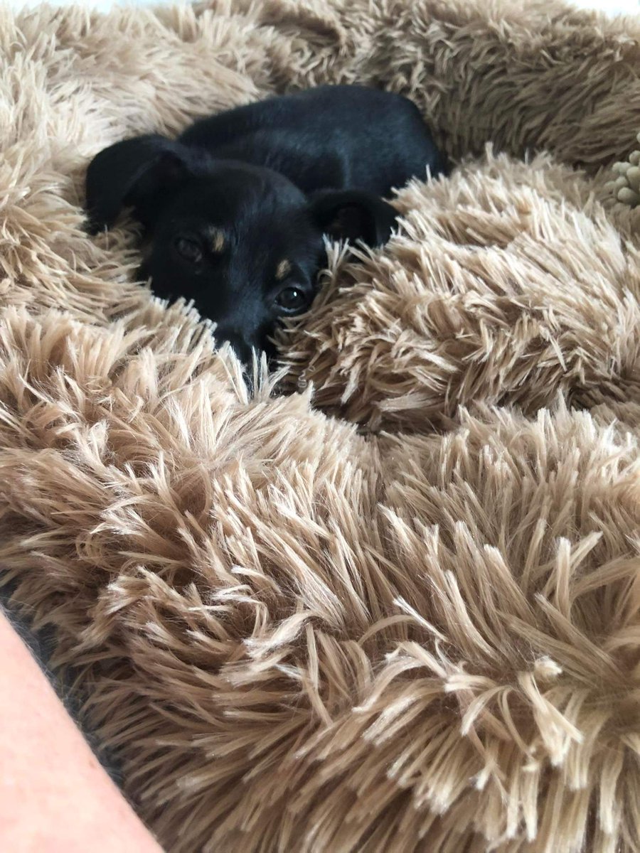 HorcaCZ's tweet photo. @kavickar Já děkuji za Váš tweet, je to týden co máme tu naši hyperaktivní střelu doma. 🙂 https://t.co/VCWW1AO1AM