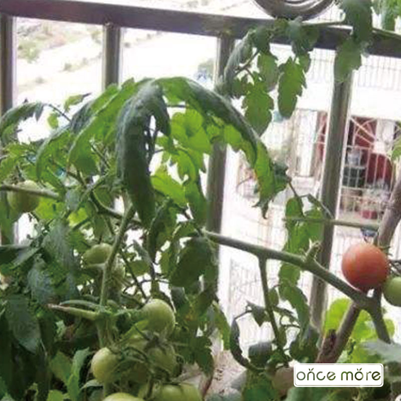 IonceMore_com's tweet photo. Growing your own is different
#oncemoregarden #gardendesign #oncemoregardenbeds #metalgardenbeds #gardenbeds #raisedbeds #raisedgardenbeds #raisedbedgardening #growyourown #gardentotable #gardenbed #raisedgarden #veggiegarden #vegetablegarden 
https://t.co/08UJljrNJC https://t.co/KInXnbjWIn