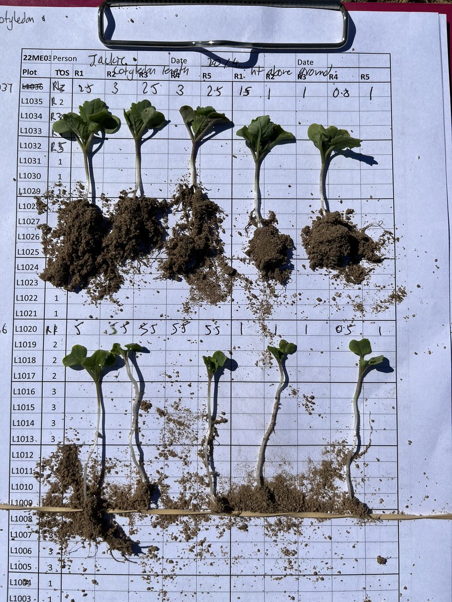 JBucat (@jackiebucat) on Twitter photo Merredin DPIRD trial plots- deep and shallow seeding 6th April. LHS heavy soil, RHS lighter soil. <a href="/DPIRDbroadacre/">DPIRD Broadacre - WA Grains & Livestock</a> Merredin DPIRD trial plots- deep and shallow seeding 6th April. LHS heavy soil, RHS lighter soil. <a href="/DPIRDbroadacre/">DPIRD Broadacre - WA Grains & Livestock</a>