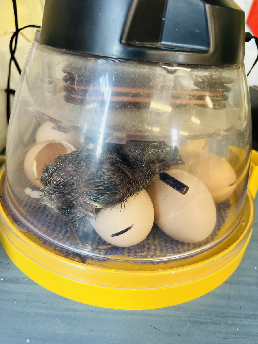 Wow wow wow! Bert, our first chick has hatched!! 🐣 #chickhatching #STEM