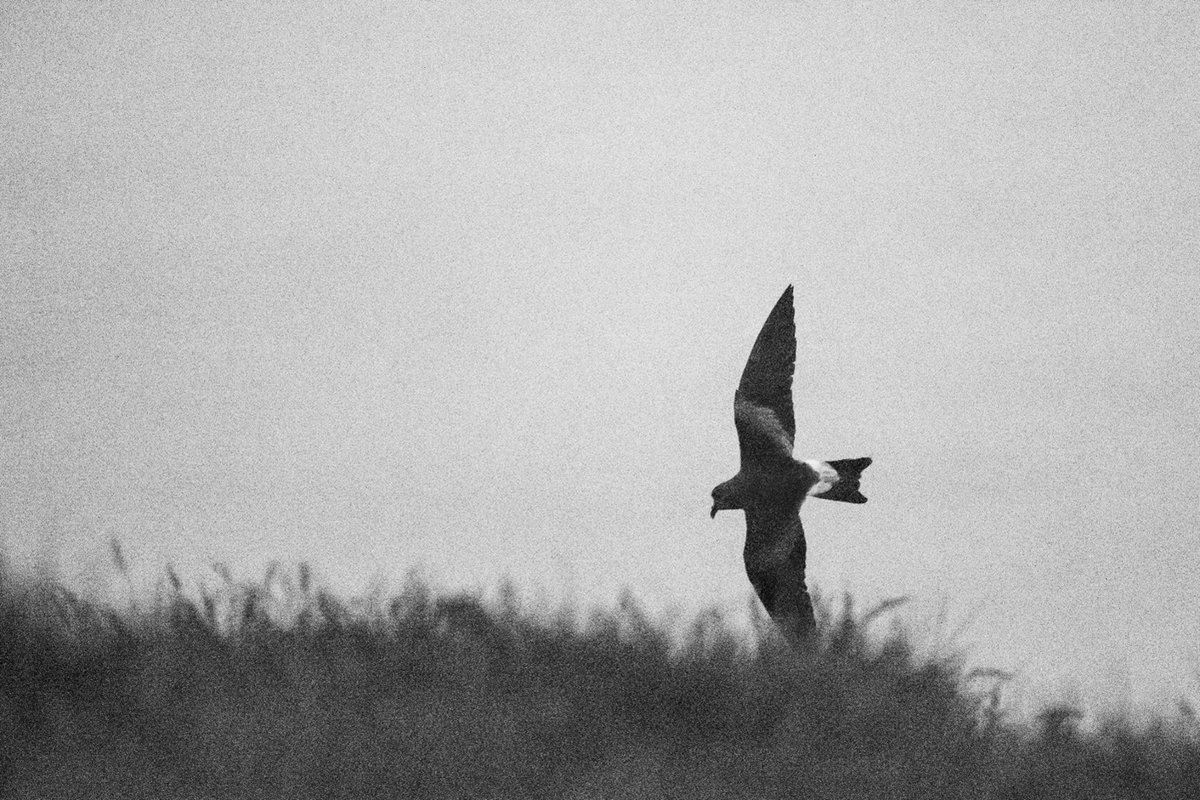 Decline of Leach’s Storm Petrels at the largest colonies in the northeast Atlantic. Study suggests 68% decline on St Kilda &amp; 40-49% on Elliðaey

#OpenAccess paper by <a href="/Zoe_Deakin/">Zoe Deakin</a> et al👉bit.ly/3rDgzpi
Read the blog here👉bit.ly/3xKafQI #Ornithology #Seabirds