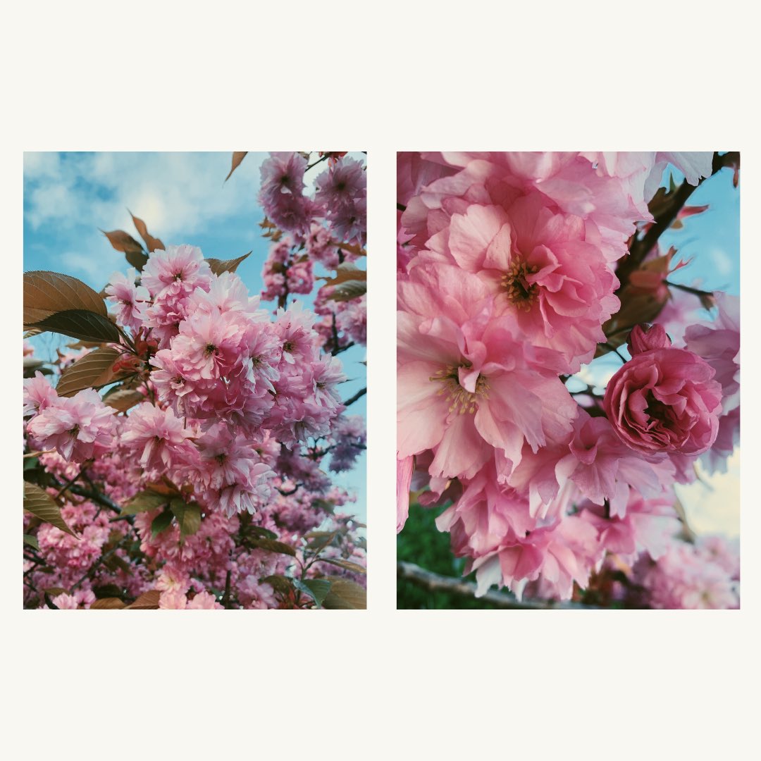 ‘I have a pretty good memory, but memories are time beings, too, like cherry blossoms or ginkgo leaves; for a while they are beautiful, and then they fade and die.’
Ruth Ozeki
#cherryblossom #haiku #haikupoetry #haikupoem