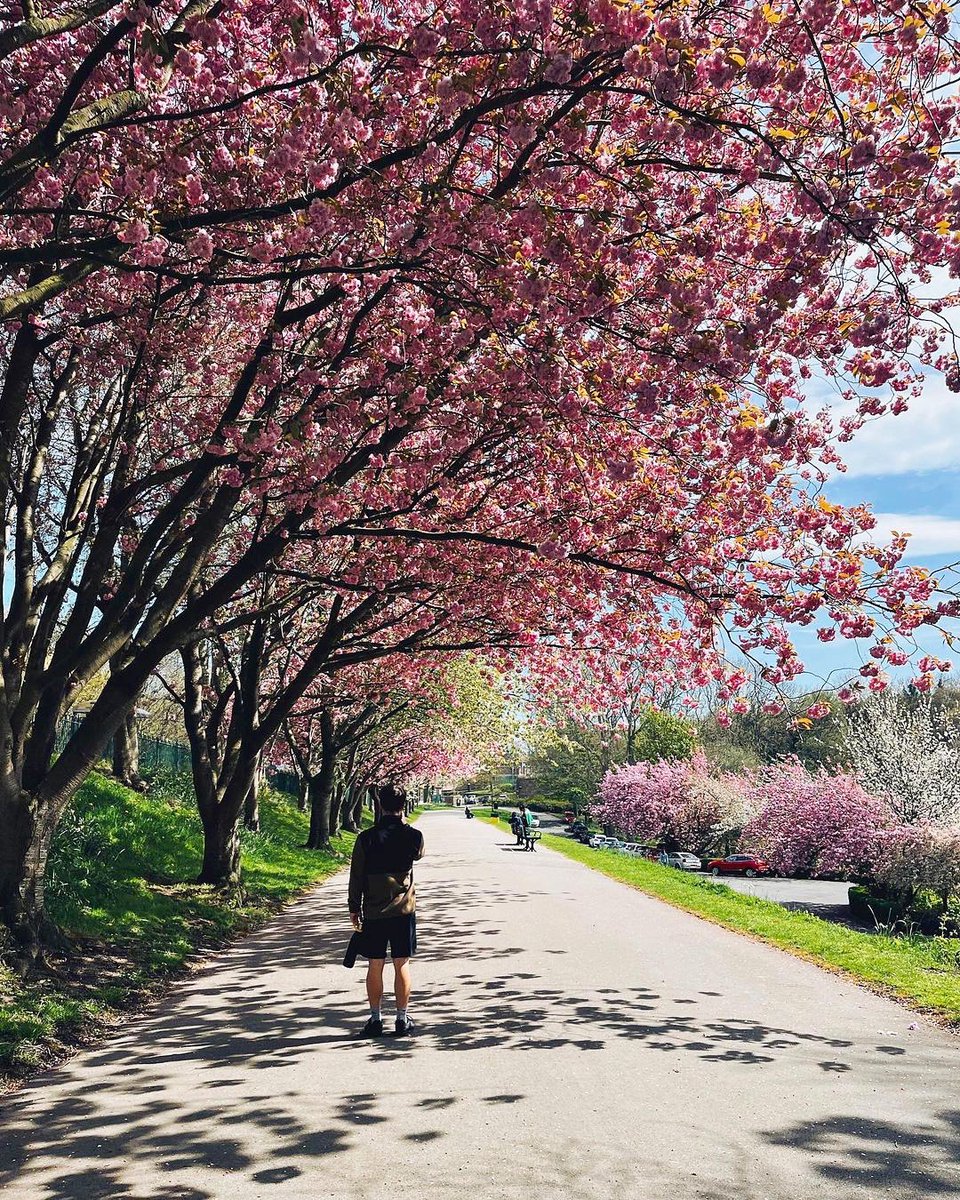 Blossom season is approaching peak pink! Here’s a lovely sunny shot of the blossom trees in Crookes Valley Park, #Sheffield. ☀️🌸👌
📸 IG: secchiyaophotography