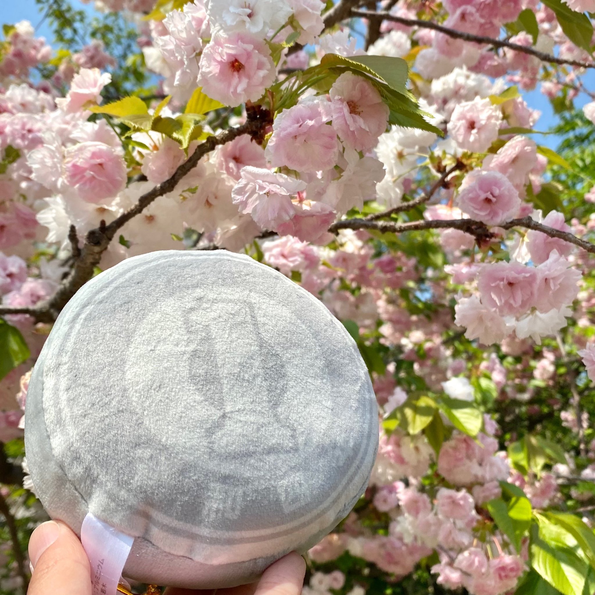 造幣局通り抜け 造幣局 : 桜の通り抜け2025プルーフ貨幣セットの通信販売
