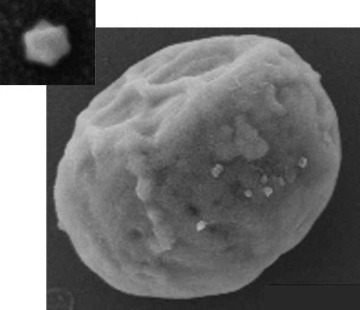 SystBio_UU's tweet photo. Chool as chloroviruses!🦠 Next week at #SystBioseminar Dr Eva Lievens from the Aquatic Ecology & Evolution group @UniKonstanz will tell us about Life history diversity and trade-offs in viruses infecting unicellular algae. 14 CEST on Wednesday 27th of April. PM for zoom link. https://t.co/VCXhUkOX24
