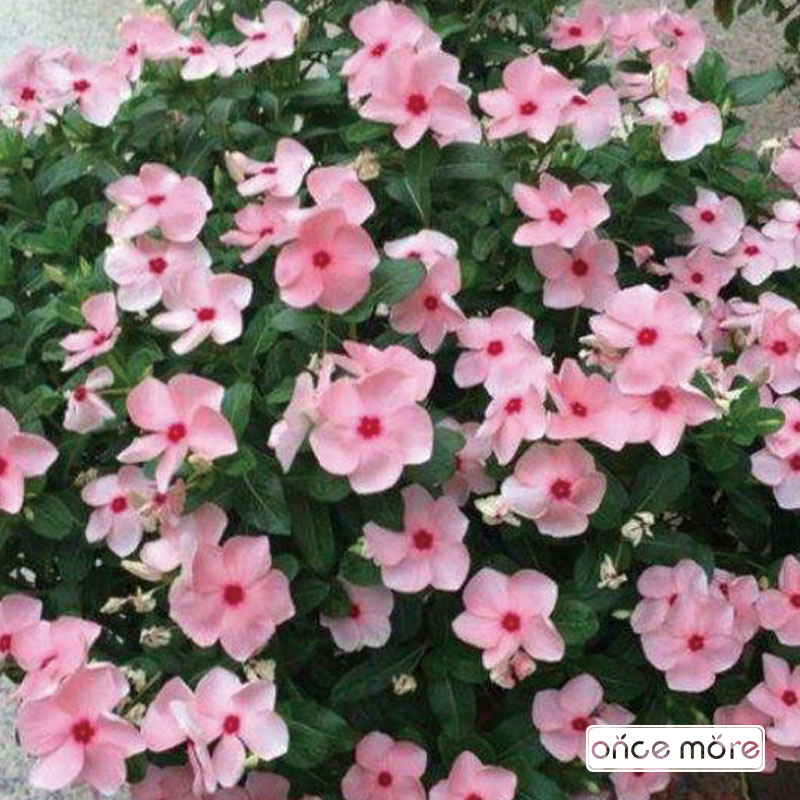 IonceMore_com's tweet photo. In addition to like purple flowers, next like pink flowers
#oncemoregarden #gardendesign #oncemoregardenbeds #metalgardenbeds #gardenbeds #raisedbeds #raisedgardenbeds #raisedbedgardening #growyourown #gardentotable #gardenbed #veggiegarden 
https://t.co/jfa3qyASSO https://t.co/ICHOi6CXbA