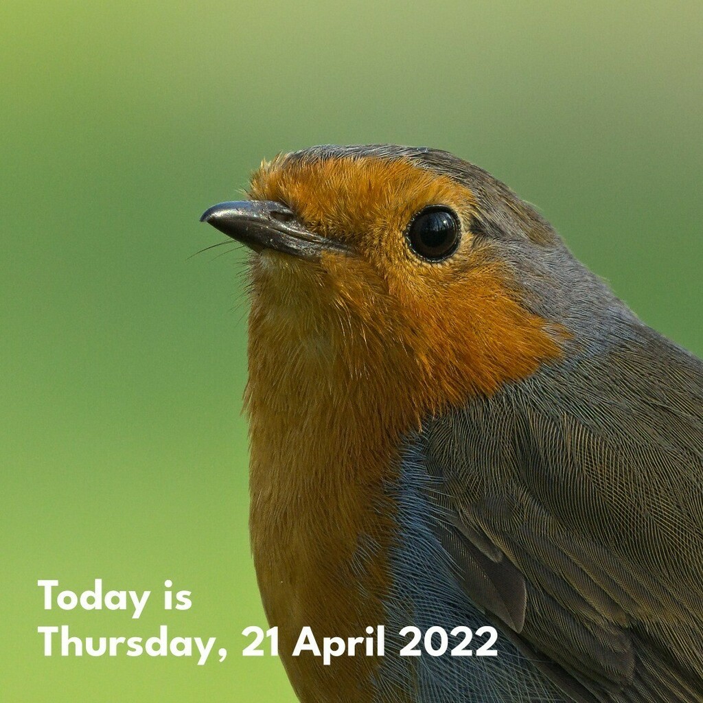 cunabula's tweet photo. You can always rely on a robin to wait for its portrait to be taken. I wish a lot of other wildlife behaved similarly.
______

#today #todayis #diary #calendar #photooftheday #lockdownproject

#nature #naturephotography #bird #birdphotography #birdsofins… https://t.co/qqNgESLFKy https://t.co/ARoUTxDoNR