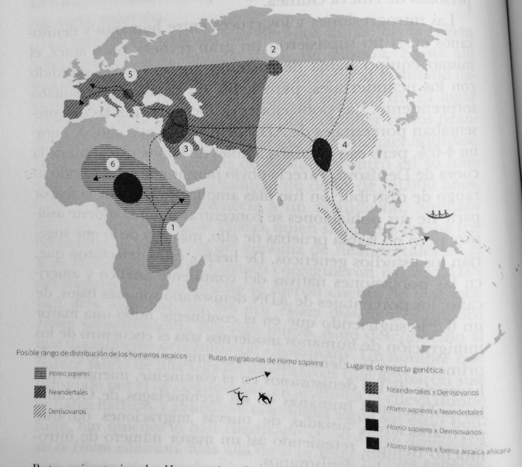 _xosea's tweet photo. #CulSci #Évolution #Xenes O máis interesante deste mapa de @BoixRichter é a confirmación da hibridación de especies en Eurasia: (2) entre denisovanos e neandertais, dos que resultaría #Denny; (4) entre sapiens e denisovanos; (5) mestura entre sapiens e neandertais. https://t.co/sJVMuEvb2S