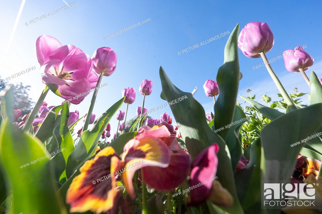 age_fotostock's tweet photo. Tulips and pansies in the morning sun in Rhineland-Palatinate, Bellheim. Photo taken on April 20, 2022.
📷: https://t.co/36pBeXfEfB
#WeLovePhotography #PhotographyLovers #Press #PressImages #PressPhotography #News #NewsImages #PhotoAgency #PictureAgency https://t.co/RjyOdcZxCM