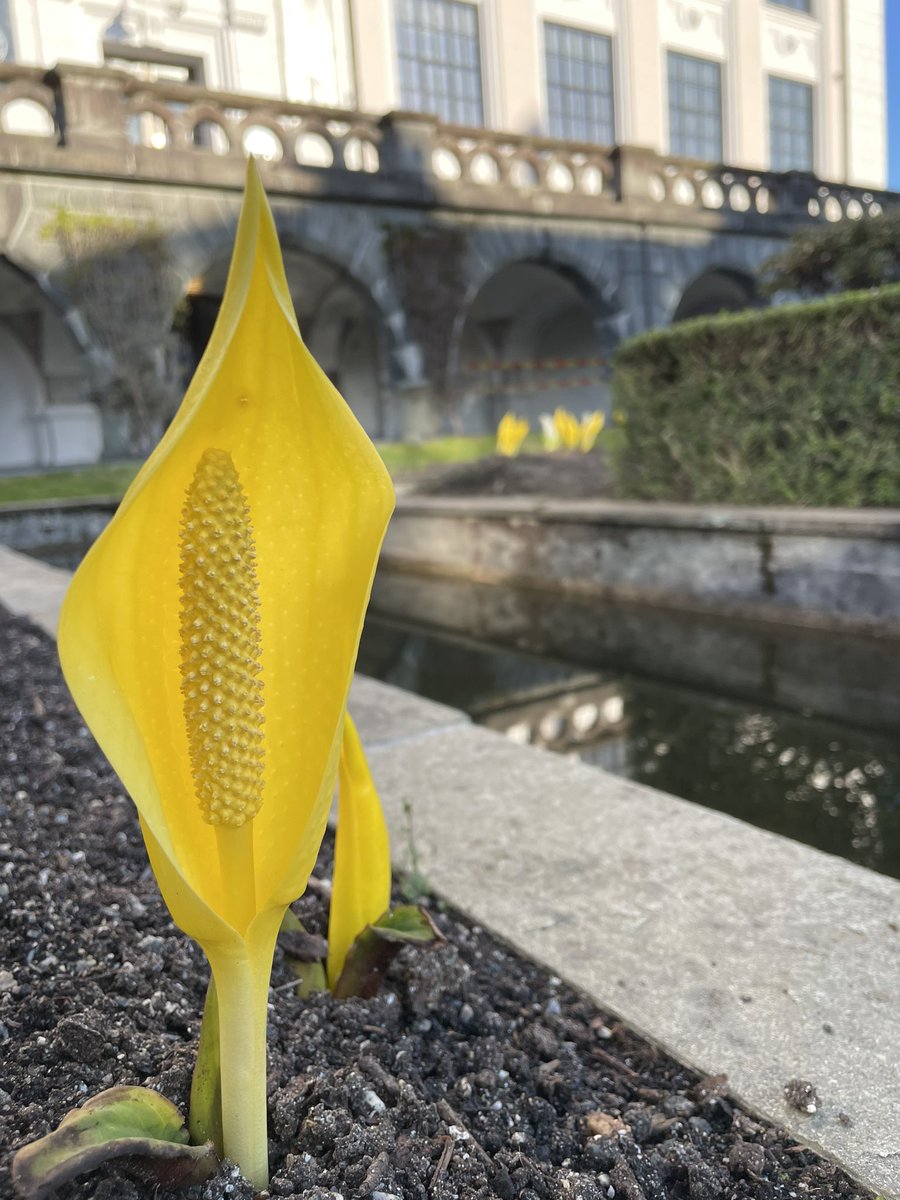 Lysichiton americanus - påskeplanten i musehagen. #universitetsmuseet #musehagen