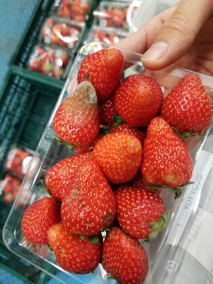 yuuuhey_lazyboy's tweet photo. せっかく厳しい規格をクリアした
野菜や果物たちでさえ
傷があると
"見栄えが大事"なスーパーでは、
並べてもらえない…味は美味しいのに。
そうなると、
農家→JA→市場→問屋→スーパー→回収業社→市場
となり、戻ってくる。

1日ですごい量が捨てられてる🥲

#ロス野菜
#規格外野菜
#lazystyle https://t.co/z8goZV6CLH