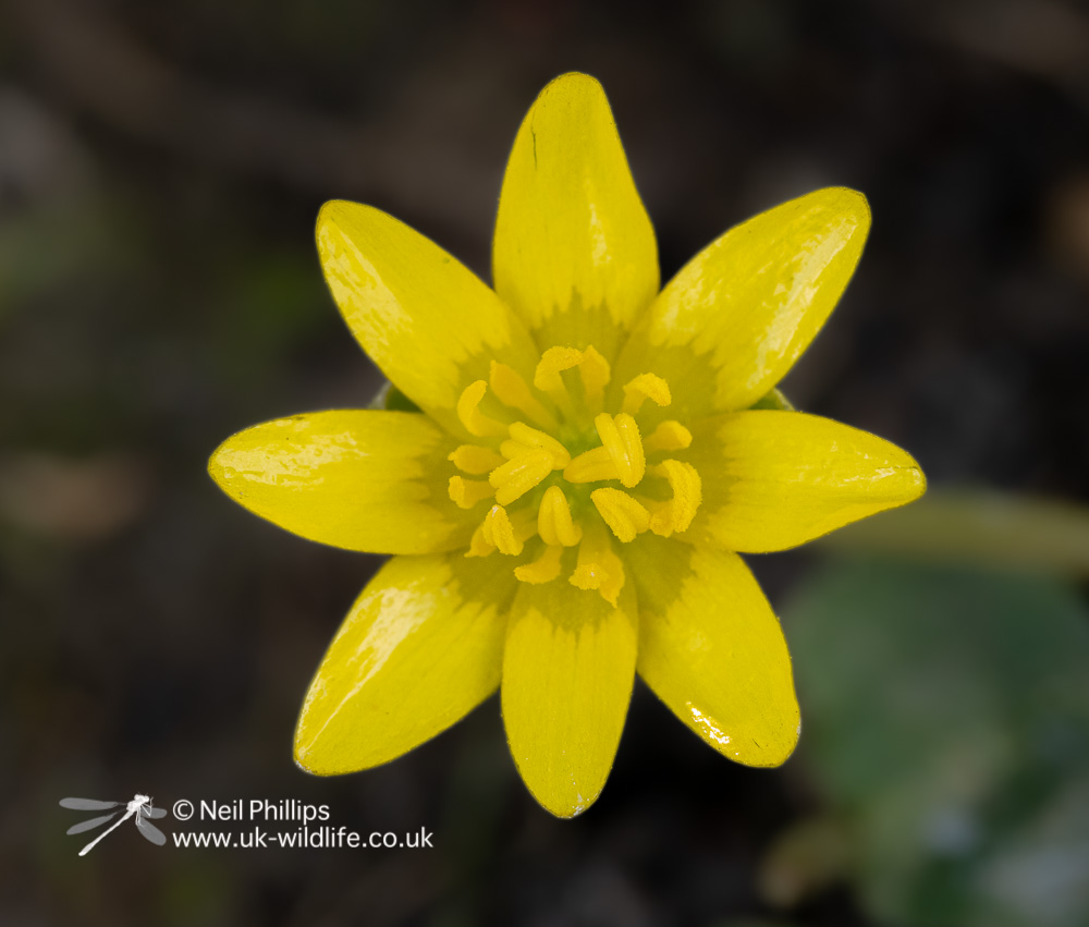The Lesser Celandines are look great around the reserve