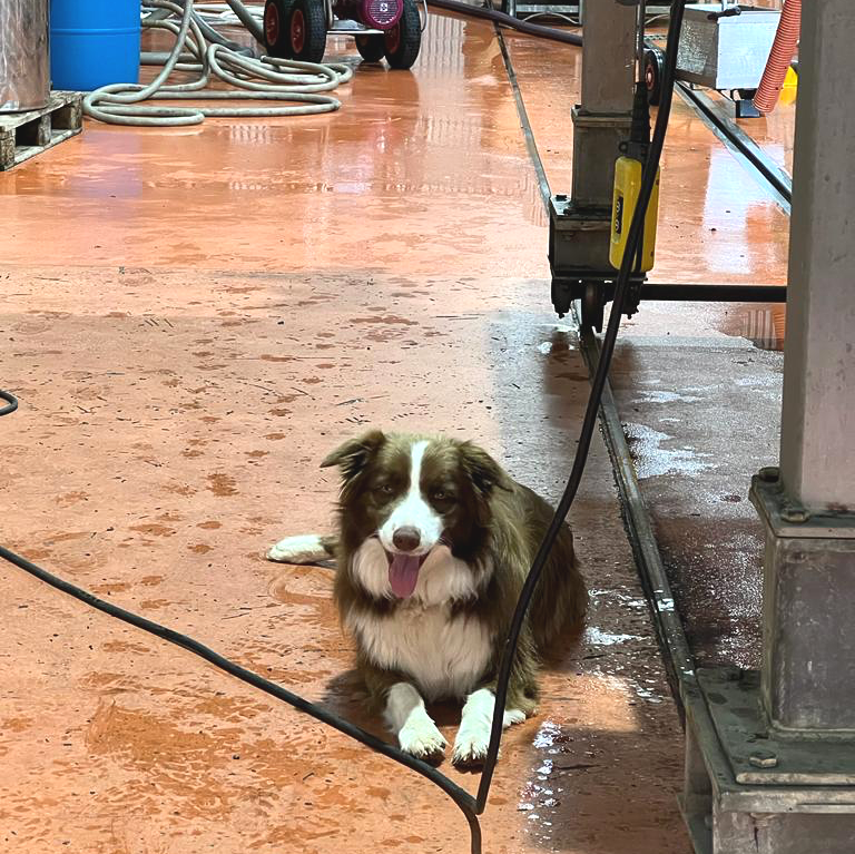 thepawnwineco's tweet photo. Long days in the winery for my mate...
#winedogs #vintage22 #thepawnwineco #acoolmove #adelaidehillswine #langhornecreekwine https://t.co/sgXGkANWzo