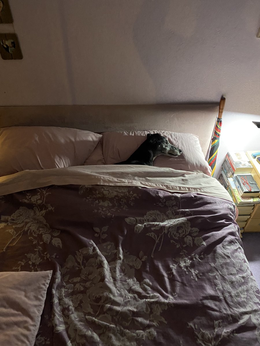 I've never shat the bed... I don't think. Certainly never been blamed for it. 🐾 #MePoo