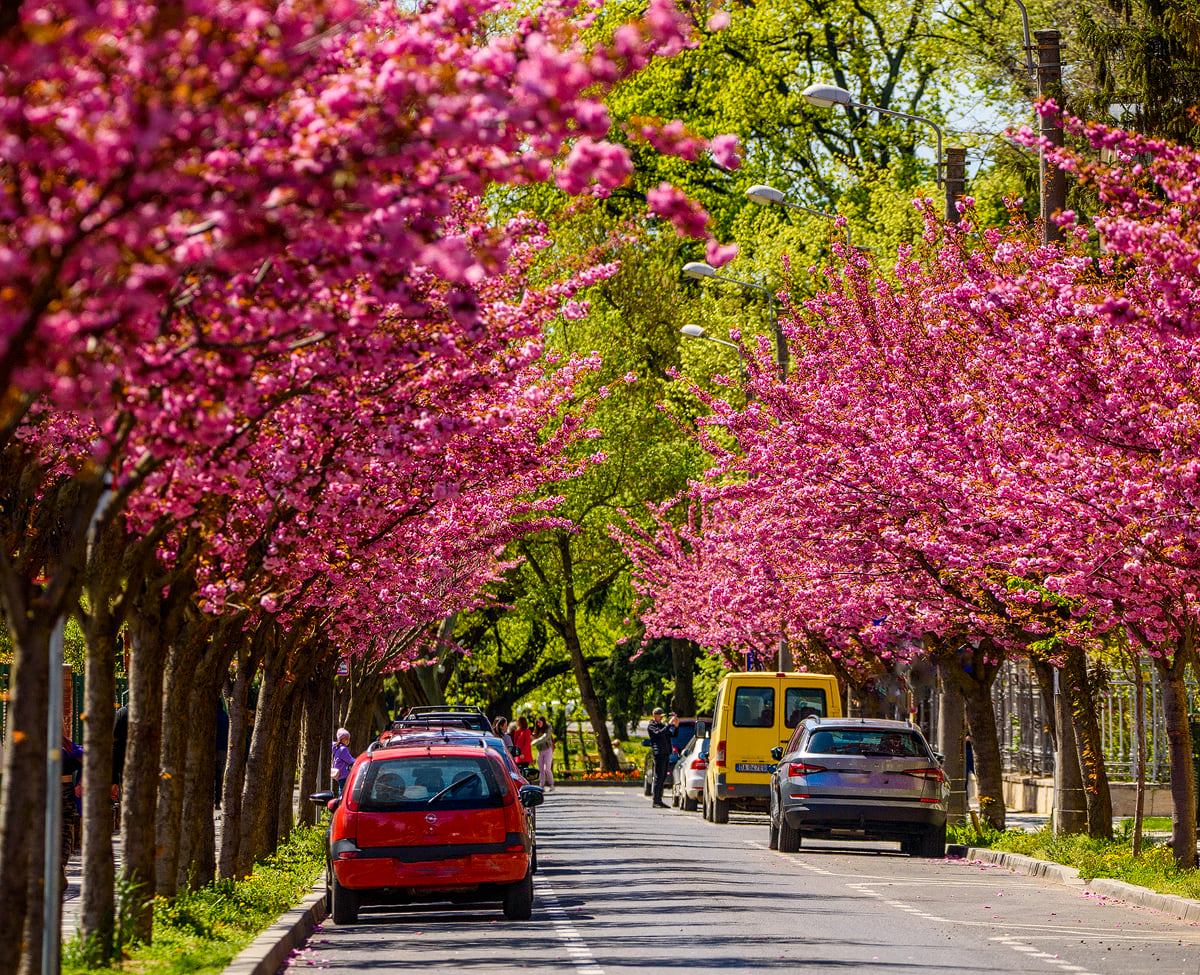 xyzwtf_55's tweet photo. Pink archade
#photo #photographer #timisoaracity🇷🇴 https://t.co/zG2oKhweH8