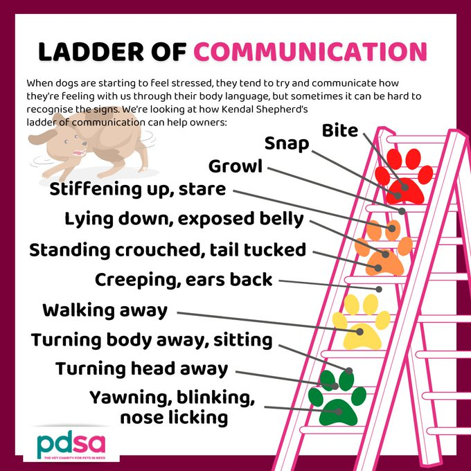 VictoriaVets_'s tweet image. This post from @PDSA shows all the subtle signs dogs will start to show when they are stressed. Its very rare for dogs to go straight to the growling stage, this is especially handy for if you have kids.
#pdsa  #dogs #subtlesigns