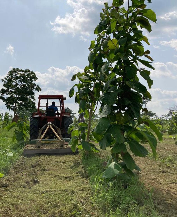 Sustainable management of soil not only affects #forest productivity, but also impacts soil's ability as a #carbon sink. 
Mulch is the perfect organic material to suppress weeds, conserve moisture and return nutrients back to the soil.
<a href="/MajorEquipment/">Major Equipment</a> #FLEGT #SoilHealth #SDG15🇬🇭