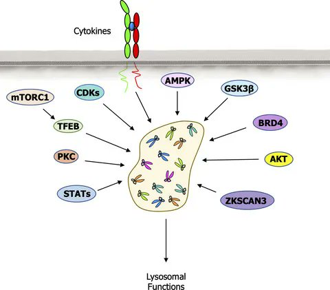 FEBS Open Bio (@febsopenbio) on Twitter photo 🆕Here <a href="/Jonmarfab/">Jonathan Martinez Fabregas</a> <a href="/TamargoJoaquin/">Joaquín Tamargo Azpilicueta</a> <a href="/idiazmoreno/">Irene Diaz Moreno</a> unwind the complex signaling pathways that lysosomal hydrolases function in
🫧How are lysosomal proteases secreted in a controlled fashion and which processes do they control upon release?
🔗buff.ly/3MQ1vxB
#CellMetabolism 🆕Here <a href="/Jonmarfab/">Jonathan Martinez Fabregas</a> <a href="/TamargoJoaquin/">Joaquín Tamargo Azpilicueta</a> <a href="/idiazmoreno/">Irene Diaz Moreno</a> unwind the complex signaling pathways that lysosomal hydrolases function in
🫧How are lysosomal proteases secreted in a controlled fashion and which processes do they control upon release?
🔗buff.ly/3MQ1vxB
#CellMetabolism