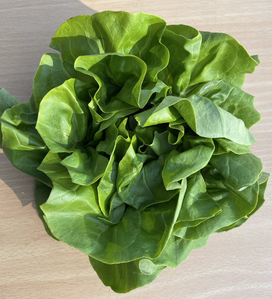 FoodFloat tweet media