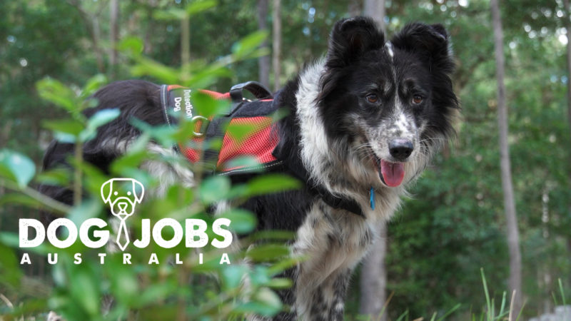 TalkiPlay's tweet photo. A great program on @C31Melbourne if some informative, entertaining downtime needed. #dogjobs #workingdogs #australiandogs
https://t.co/hMViGAVgX1 https://t.co/FhiAgXB2gE