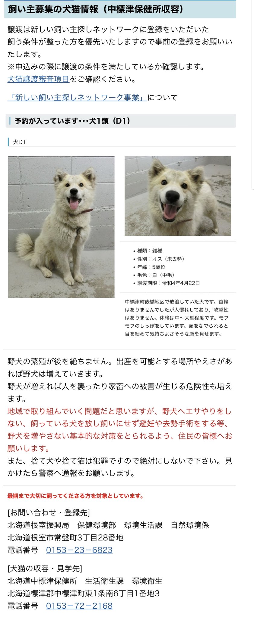 北海道 保健所 里親募集 中標津保健所さん キラキラ笑顔の犬さんが収容されております まぁなんと可愛らしいのでしょうか 攻撃性もなく人馴れしているモフモフしっぽの男の子だそうです 里親募集 拡散希望 北海道 保健所 犬の里親募集 中標津