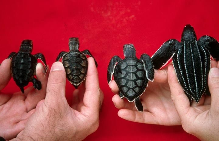 Bob_TurtleCNFT's tweet photo. Have a guess which of these hatchlings is a hawksbill turtle, like me? ( I'm the cutest, of course ;)
#babluvandbob #hawksbill #turtle #bobtheturtle #dianibeach 
#marineconservation #cnft #cnftworld #nft #cardano https://t.co/zB5J80irch