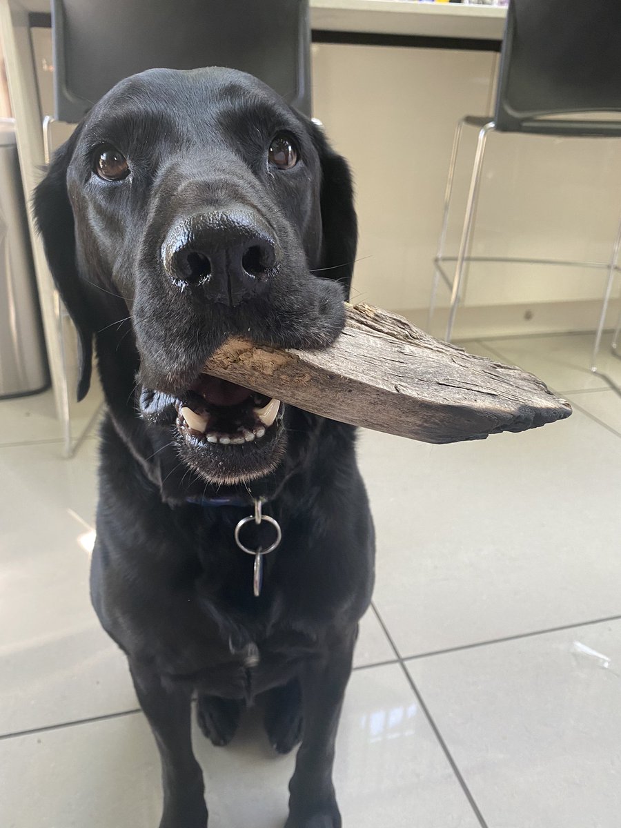 Annjj's tweet photo. 15 mins of staring so far. #ohHector https://t.co/G2HeBpE03Z