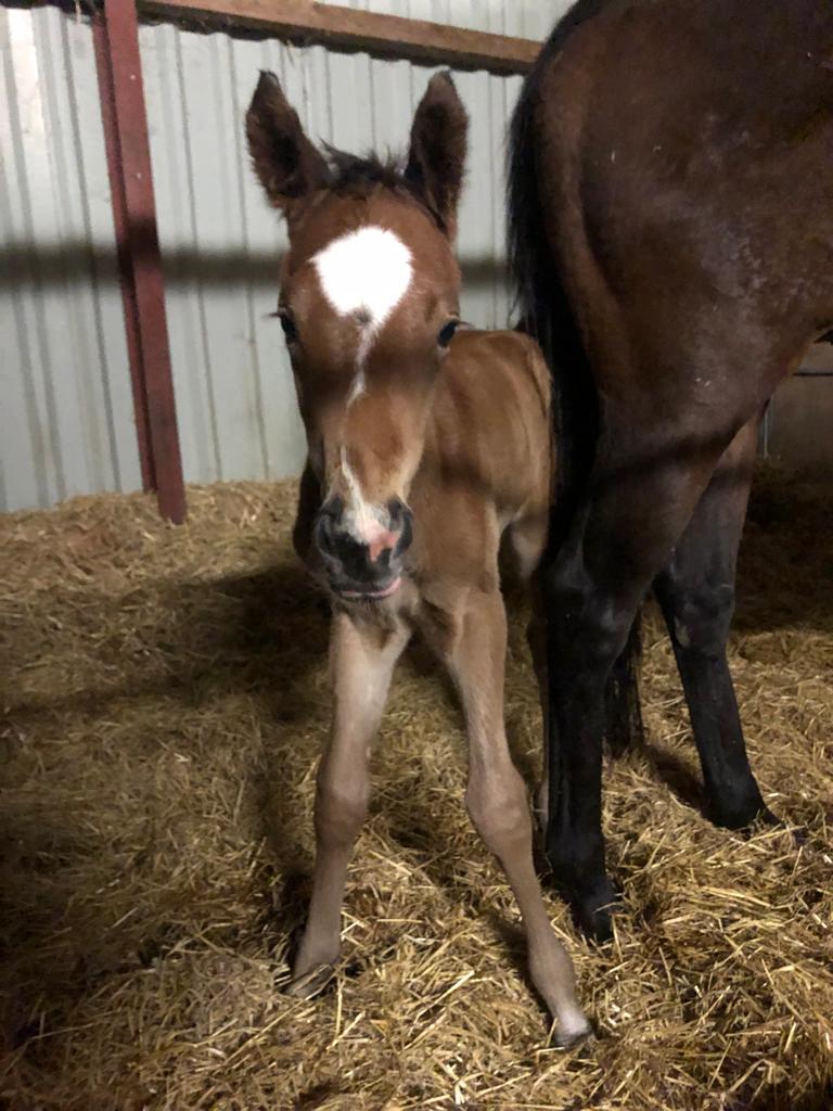 RobertMoss9's tweet photo. Born early this morning. Colt #legendsofwar #pacificadora What a beauty! 😍😍 Born early this morning. https://t.co/WNltAV6va4