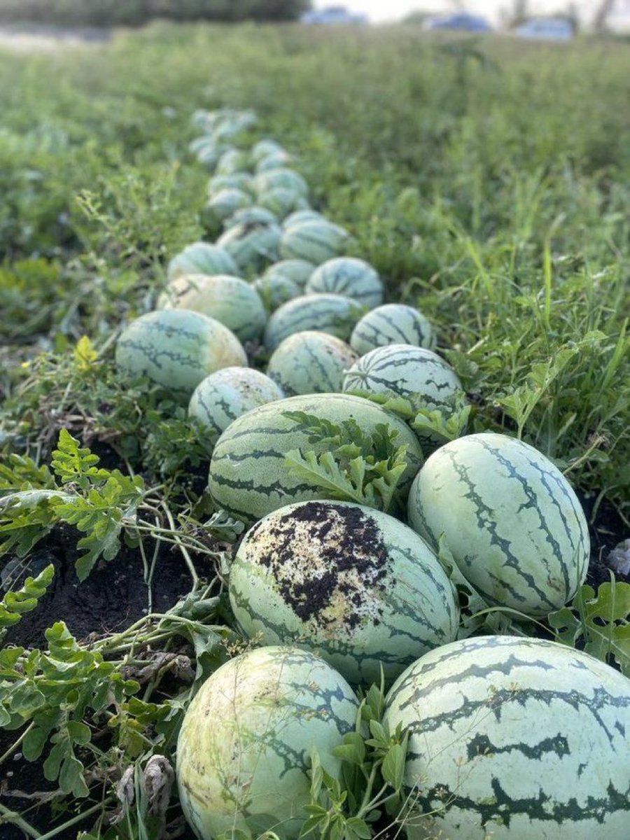 Agriculture Insider tweet media