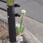 道端のネギ!「このままでお願いします」という札まで下げているw