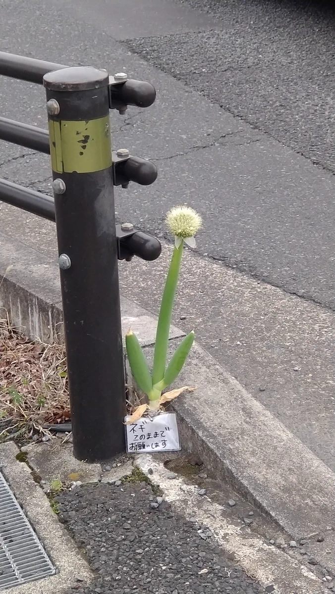 道端のネギ！「このままでお願いします」という札まで下げているw