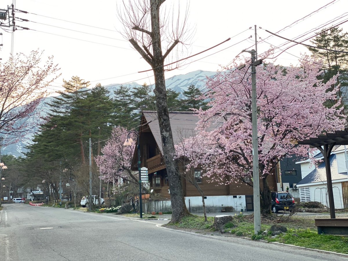 meiwa_com's tweet photo. こんばんは！ゴールデンウィークが迫って参りました。今年は行動制限が無い所謂通常の連休です♬皆さんも様々な場所へのご旅行を考えられていると思いますが、弊社直営飲食店https://t.co/aolByKPNwGの周りは桜が満開でこの週末が一番の見頃かと思います。ぜひ白馬の大自然を満喫しにいらして下さい^^ https://t.co/yGkGAMQHed