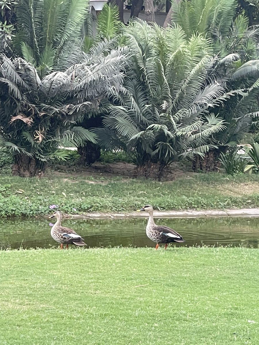 asunaina's tweet photo. Beautiful day and some beautiful visitors today #gurugram #gurgaondiaries #willitrain #SummerVibes https://t.co/QbQLR8oAK0