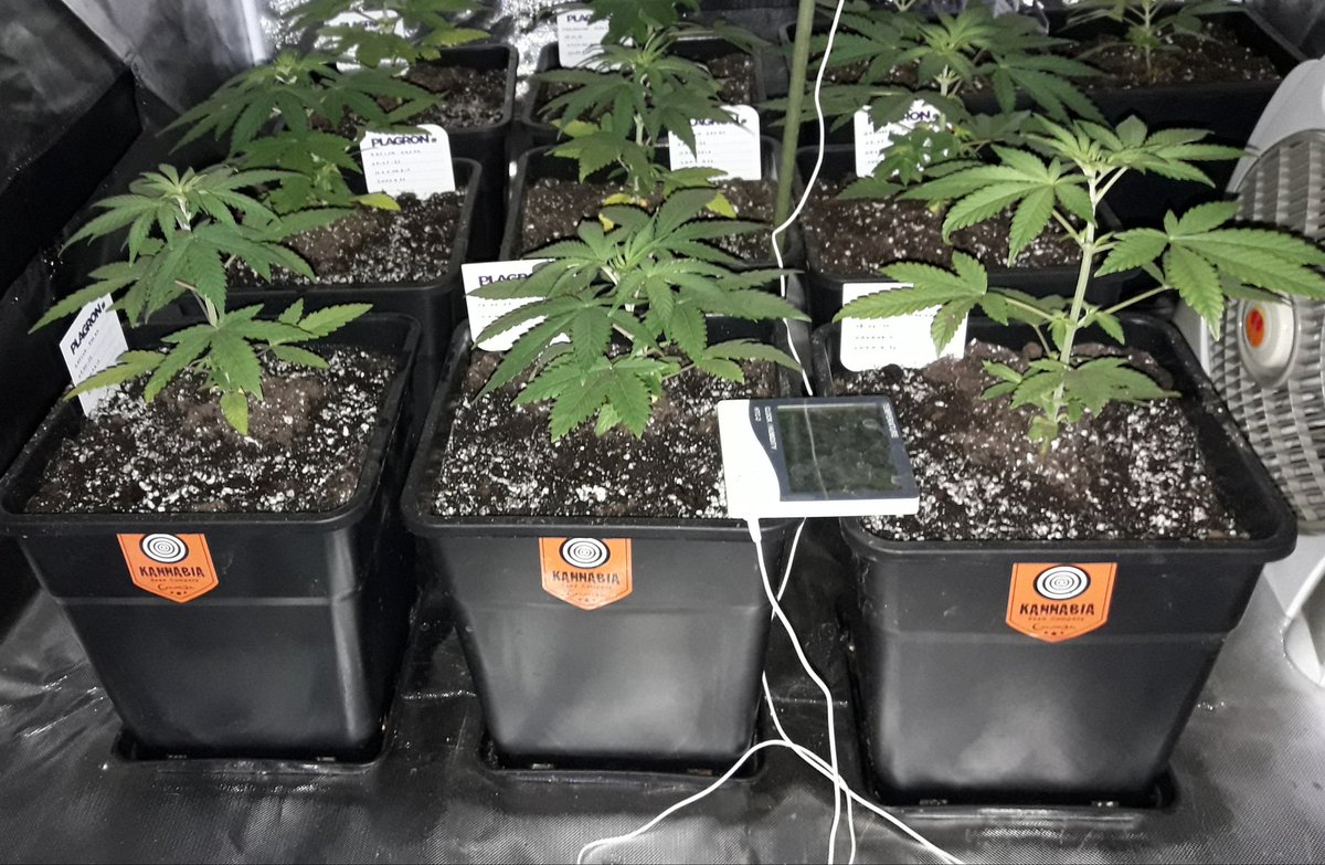 Adryc Manëllson (@adrycmanellson) on Twitter photo Weed Día Verde Mundo,
Gris y Frío en #AdrycsCove, #BreakUpCake, #SwissDreamRosé #CBD, #ZkitKandy y #StrawberryHaze #Autos de <a href="/Kannabia_Samen/">Kannabia_Samen</a> bajo #ThePureLed480Pro <a href="/ThePureFactory_/">The Pure Factory</a> by <a href="/DPlantasur/">Plantasur</a> pronto se iran a Dormir,
y desde mi Hada <a href="/INMAQ16/">I.Fajardo del Pozo</a> y yo Os Deseamos todo Feliz...🧚♂️😎 Weed Día Verde Mundo,
Gris y Frío en #AdrycsCove, #BreakUpCake, #SwissDreamRosé #CBD, #ZkitKandy y #StrawberryHaze #Autos de <a href="/Kannabia_Samen/">Kannabia_Samen</a> bajo #ThePureLed480Pro <a href="/ThePureFactory_/">The Pure Factory</a> by <a href="/DPlantasur/">Plantasur</a> pronto se iran a Dormir,
y desde mi Hada <a href="/INMAQ16/">I.Fajardo del Pozo</a> y yo Os Deseamos todo Feliz...🧚♂️😎