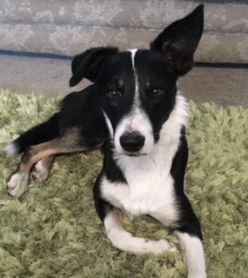 colliesontherun's tweet image. TED IS STILL MISSING SINCE 25/8/21 FROM #Llanddewi #LLANDRINDODWELLS #LD1  🏴󠁧󠁢󠁷󠁬󠁳󠁿
Male/young adult #BorderCollie black &amp;amp; white with some tan 
CHIPPED 
Timid boy with men, okay with women &amp;amp; children 
 only young 
IF SEEN DO NOT CHASE 

doglost.co.uk/dog-blog.php?d…

@AlanDaffern @bs2510