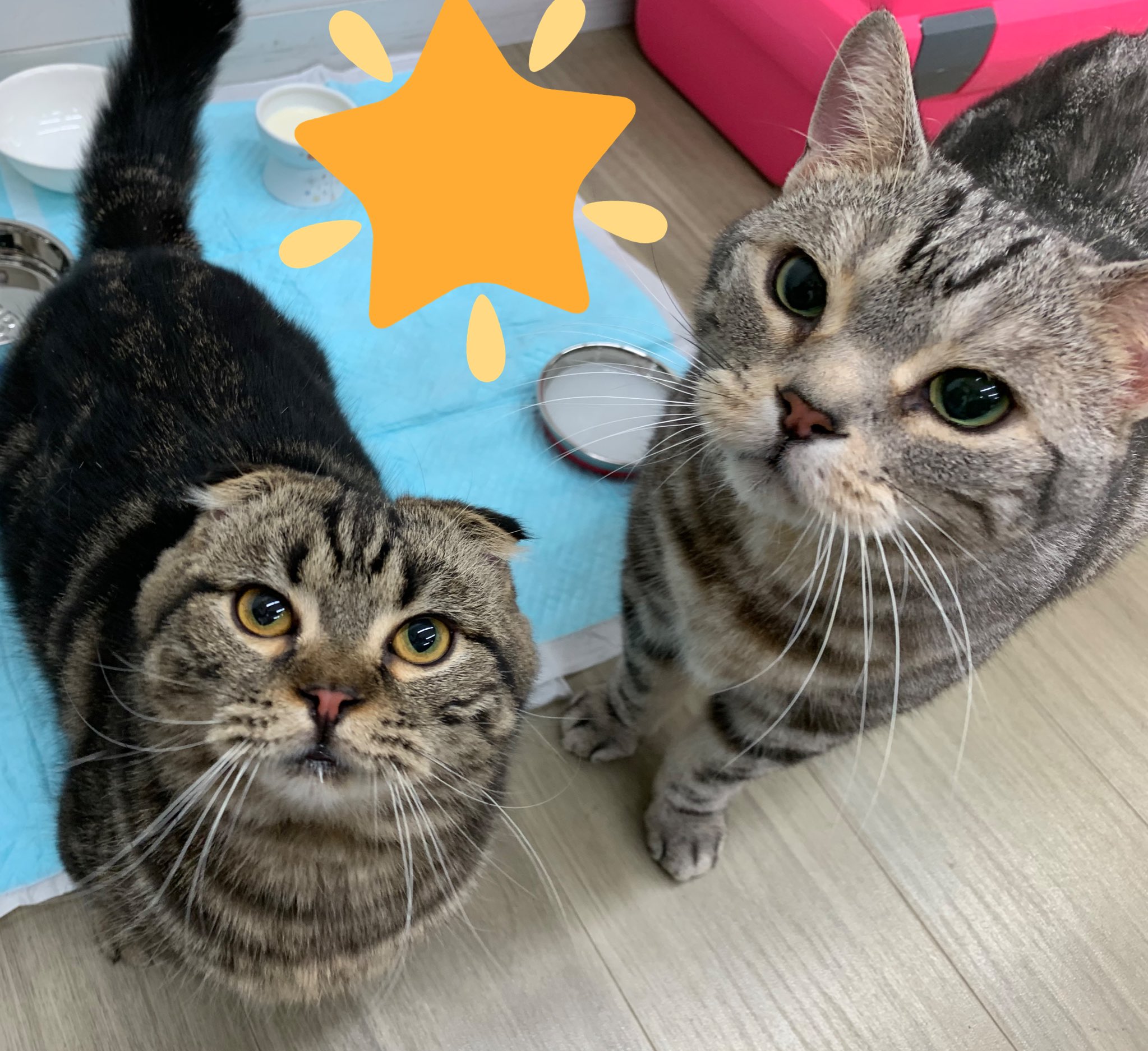 警視庁 捜査一課長 シーズン6 毎週木曜よる8時 捜査一課長 第2話放送まで あと2時間にゃ ビビ先輩と2ショットにゃ ボクの役名が呼ばれるのも とっても楽しみだにゃ みんにゃで りあたい するにゃ 捜査一課長 今夜8時 ビビ 豆 警視庁 捜査一課長 シーズン6 毎週木曜よる8時 捜査一課長 第2話放送まで あと2時間にゃ ビビ先輩と2ショットにゃ ボクの役名が呼ばれるのも とっても楽しみだにゃ みんにゃで りあたい するにゃ 捜査一課長 今夜8時 ビビ 豆