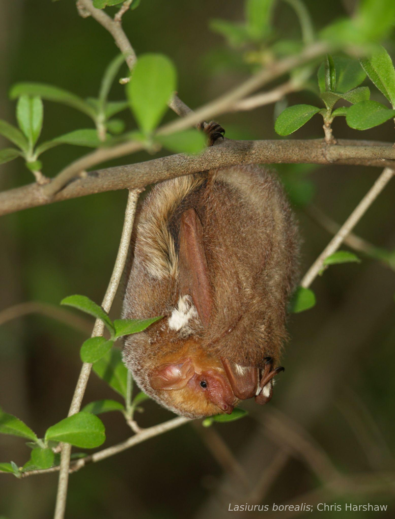Need to find a roost for your time in Austin? Or need to find buddies to complete your NASBR colony? We have set up a message board for you to find roommates for the upcoming IBRC/NASBR conference! Check out roost finder to fill up or find your room! ibrc.org/roostmate/